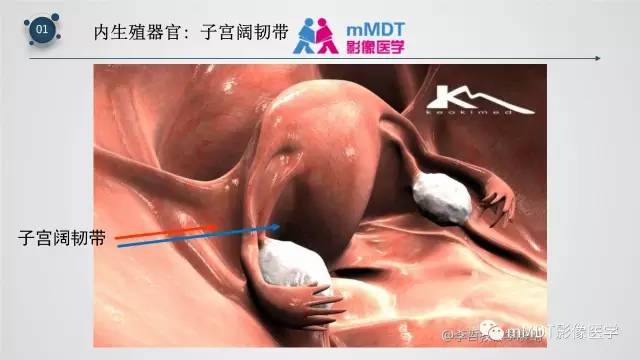 【PPT】子宫附件影像解剖