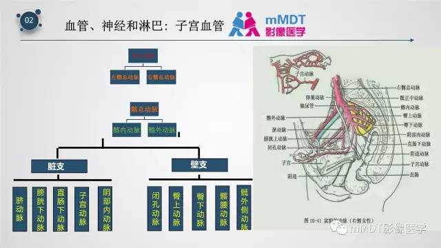 【PPT】子宫附件影像解剖