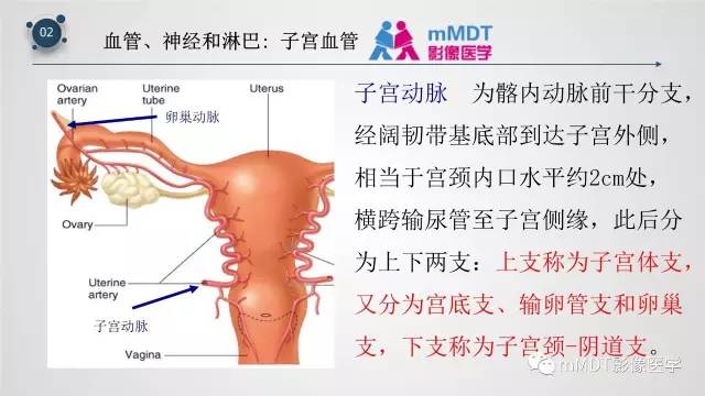 【PPT】子宫附件影像解剖