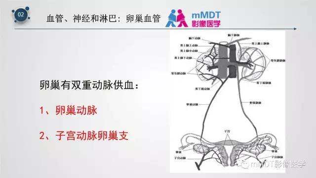 【PPT】子宫附件影像解剖