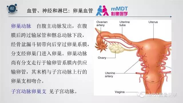 【PPT】子宫附件影像解剖