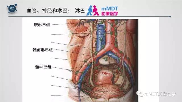 【PPT】子宫附件影像解剖