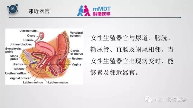 【PPT】子宫附件影像解剖