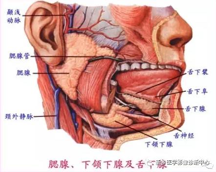 腮腺区异常,要想到的15种疾病 腮腺区异常,要想到的15种疾病