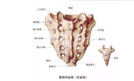 一文教你如何看骶尾骨骨折 一文教你如何看骶尾骨骨折