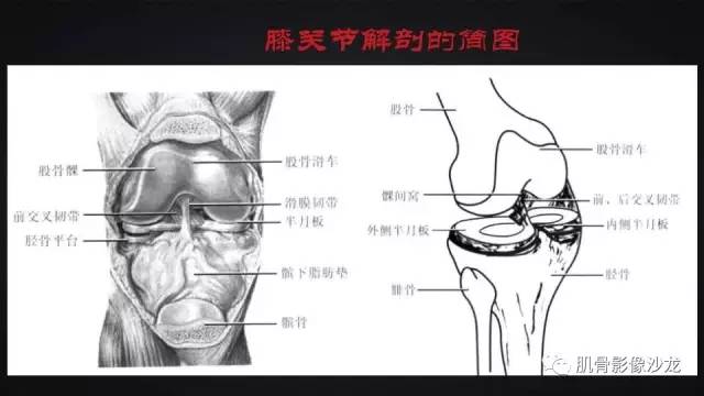【PPT】膝关节解剖和半月板损伤影像解读