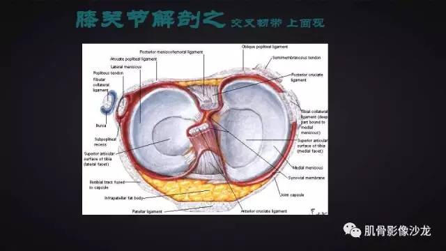 【PPT】膝关节解剖和半月板损伤影像解读