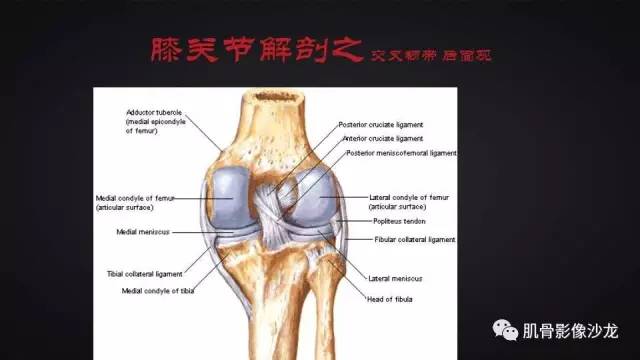 【PPT】膝关节解剖和半月板损伤影像解读