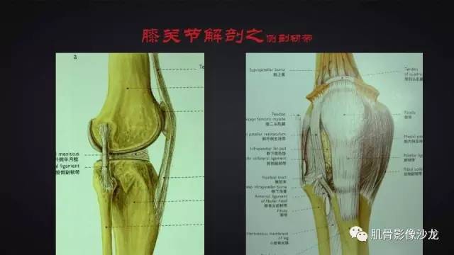 【PPT】膝关节解剖和半月板损伤影像解读
