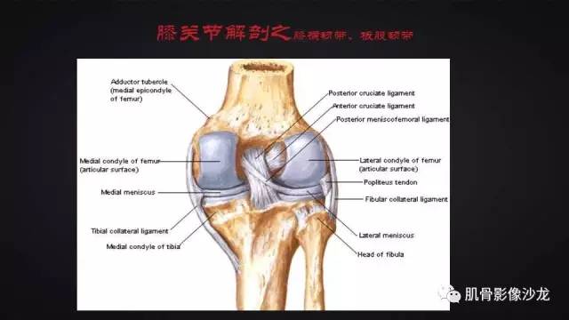 【PPT】膝关节解剖和半月板损伤影像解读
