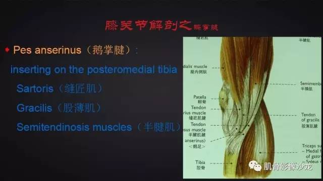 【PPT】膝关节解剖和半月板损伤影像解读