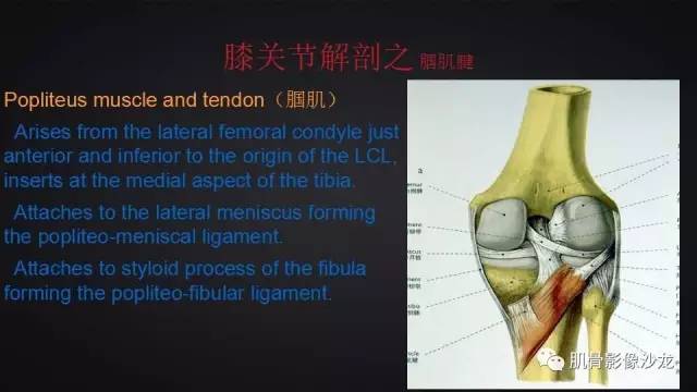 【PPT】膝关节解剖和半月板损伤影像解读
