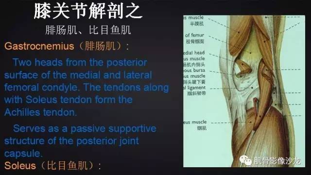 【PPT】膝关节解剖和半月板损伤影像解读