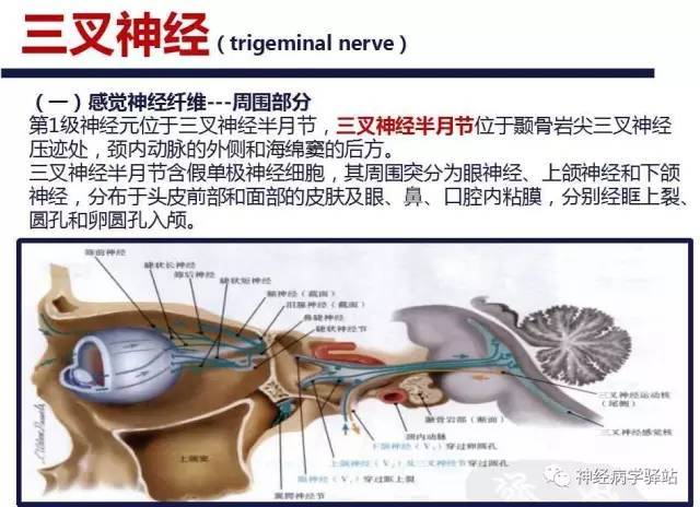 【PPT】三叉神经解剖、影像及临床