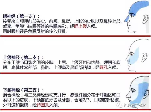 【PPT】三叉神经解剖、影像及临床