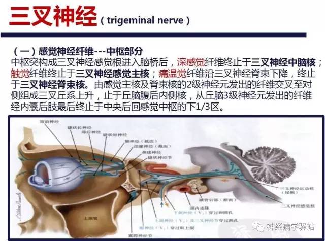 【PPT】三叉神经解剖、影像及临床