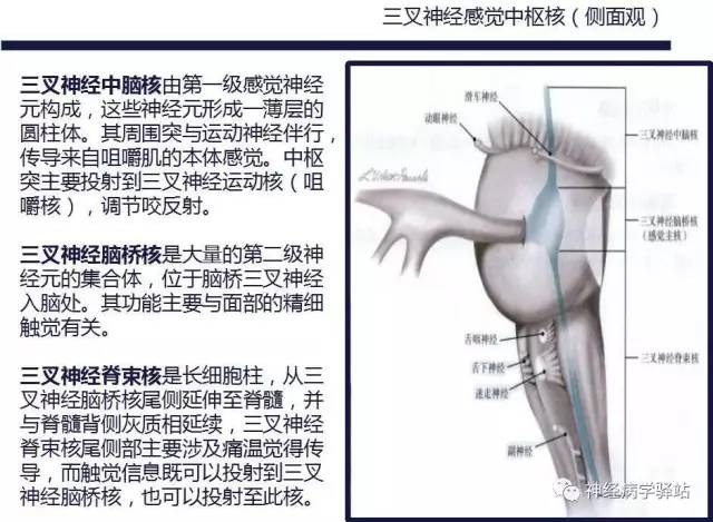 【PPT】三叉神经解剖、影像及临床