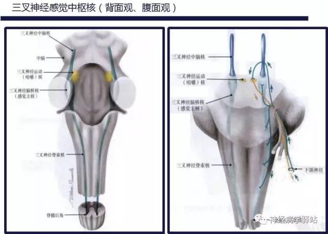 【PPT】三叉神经解剖、影像及临床