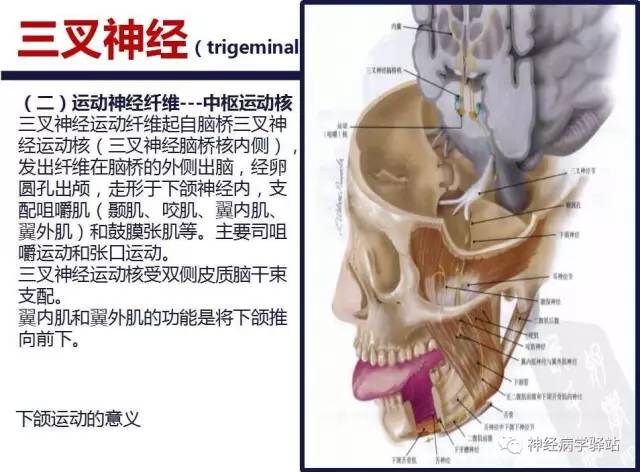 【PPT】三叉神经解剖、影像及临床