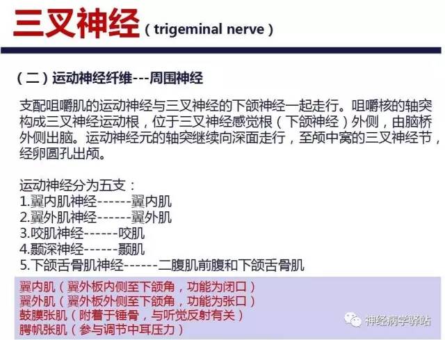 【PPT】三叉神经解剖、影像及临床