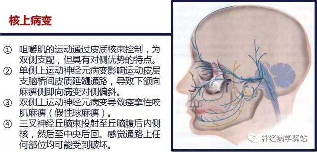【PPT】三叉神经解剖、影像及临床