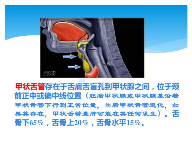 【病例】颈部间隙(舌骨下)解剖和病理