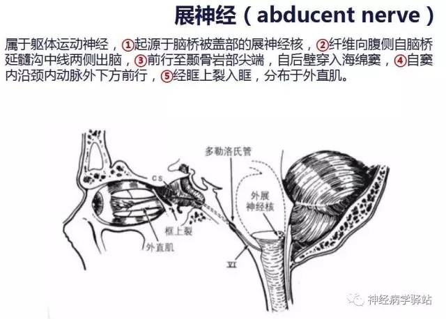 【PPT】展神经解剖、影像及临床