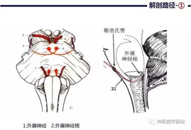 【PPT】展神经解剖、影像及临床