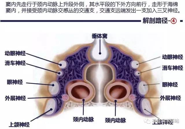 【PPT】展神经解剖、影像及临床