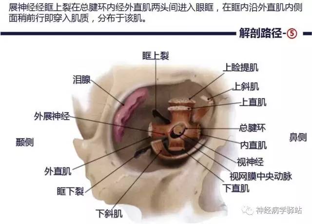 【PPT】展神经解剖、影像及临床