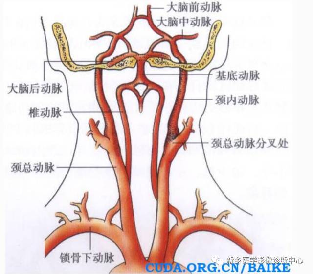 头颈部血管常见变异35例汇总 头颈部血管常见变异35例汇总