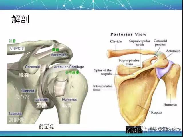 【PPT】肩关节损伤（骨折篇）