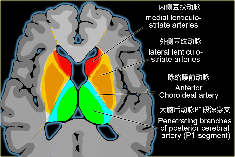 轻松掌握:脑动脉供血区域 轻松掌握:脑动脉供血区域
