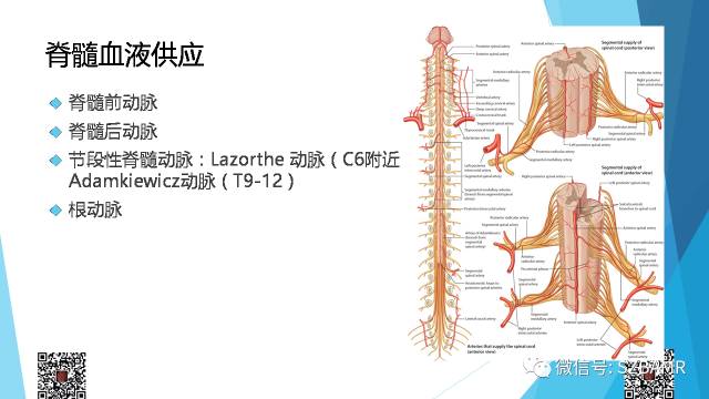 【PPT】脊髓常见血管性病变的临床与影像