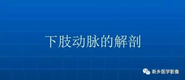 【PPT】下肢动脉解剖