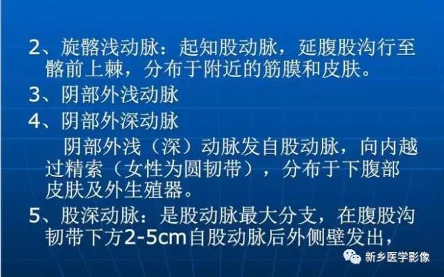 【PPT】下肢动脉解剖