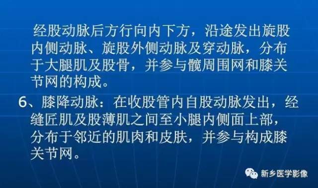 【PPT】下肢动脉解剖
