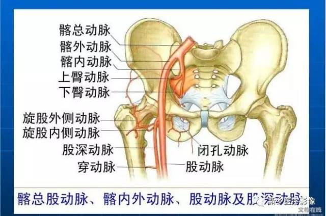 【PPT】下肢动脉解剖