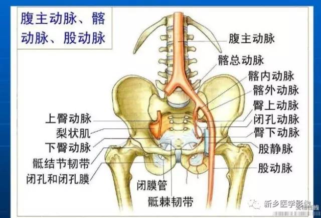 【PPT】下肢动脉解剖