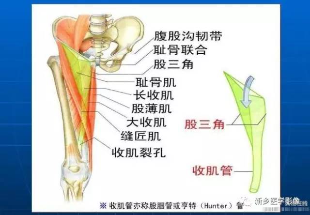 【PPT】下肢动脉解剖