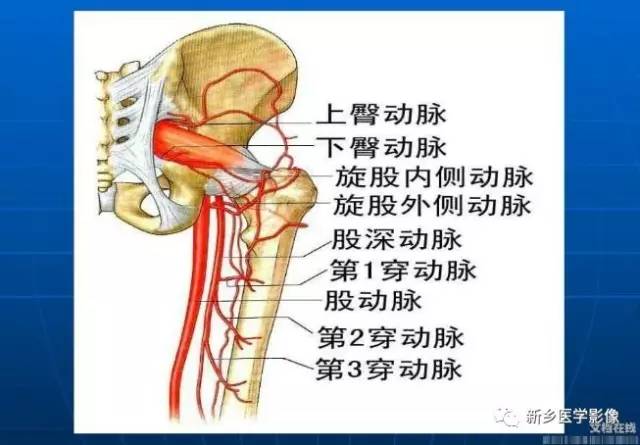 【PPT】下肢动脉解剖