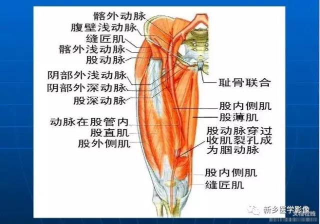 【PPT】下肢动脉解剖