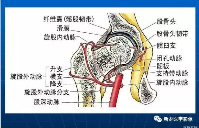 【PPT】下肢动脉解剖