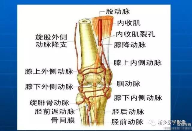 【PPT】下肢动脉解剖