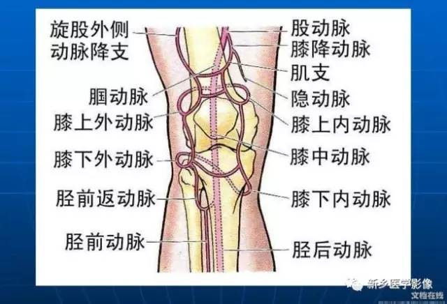 【PPT】下肢动脉解剖