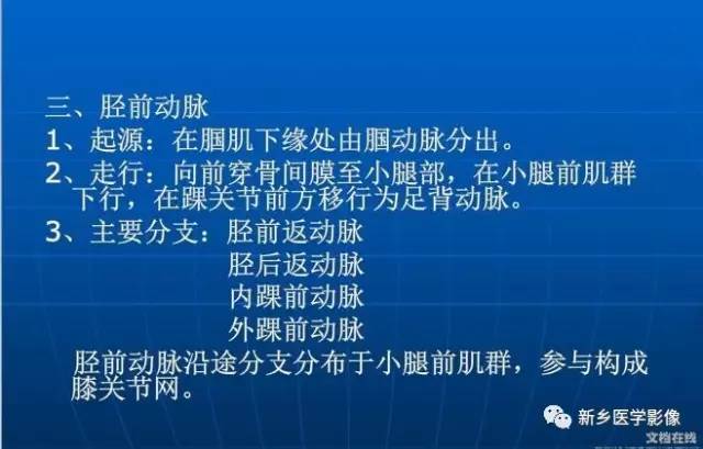 【PPT】下肢动脉解剖