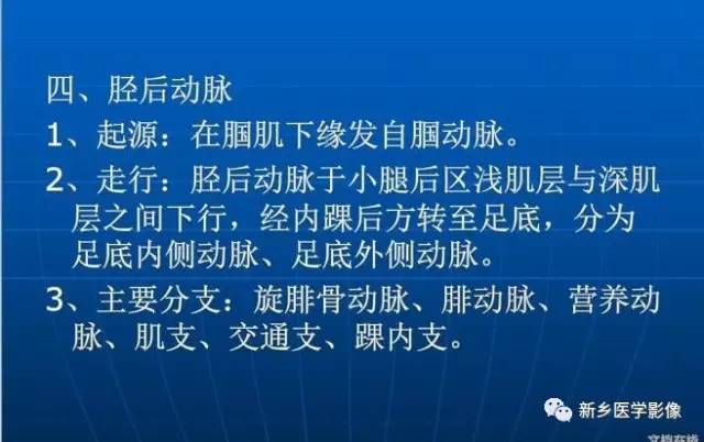 【PPT】下肢动脉解剖
