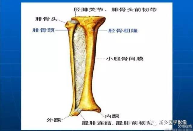 【PPT】下肢动脉解剖