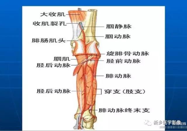 【PPT】下肢动脉解剖