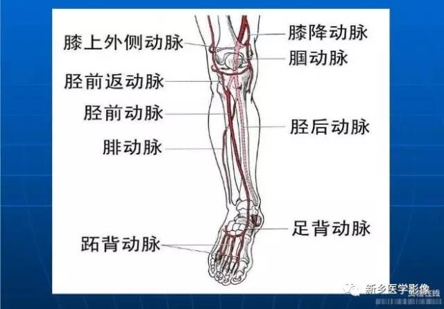 【PPT】下肢动脉解剖